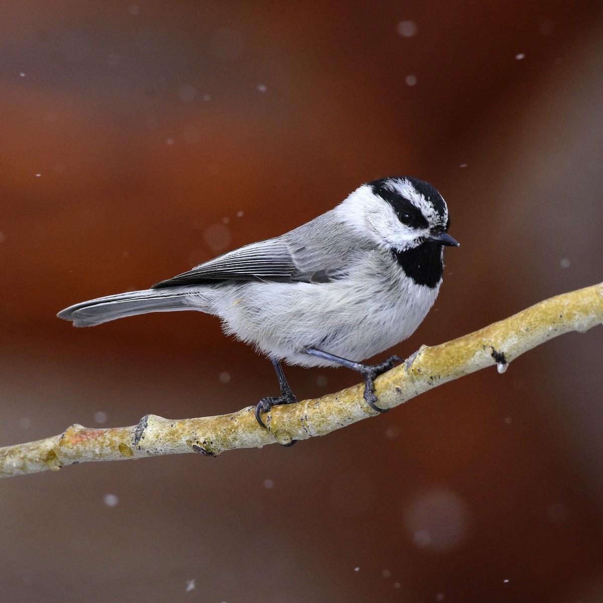 Mountain Chickadee - ML490186031