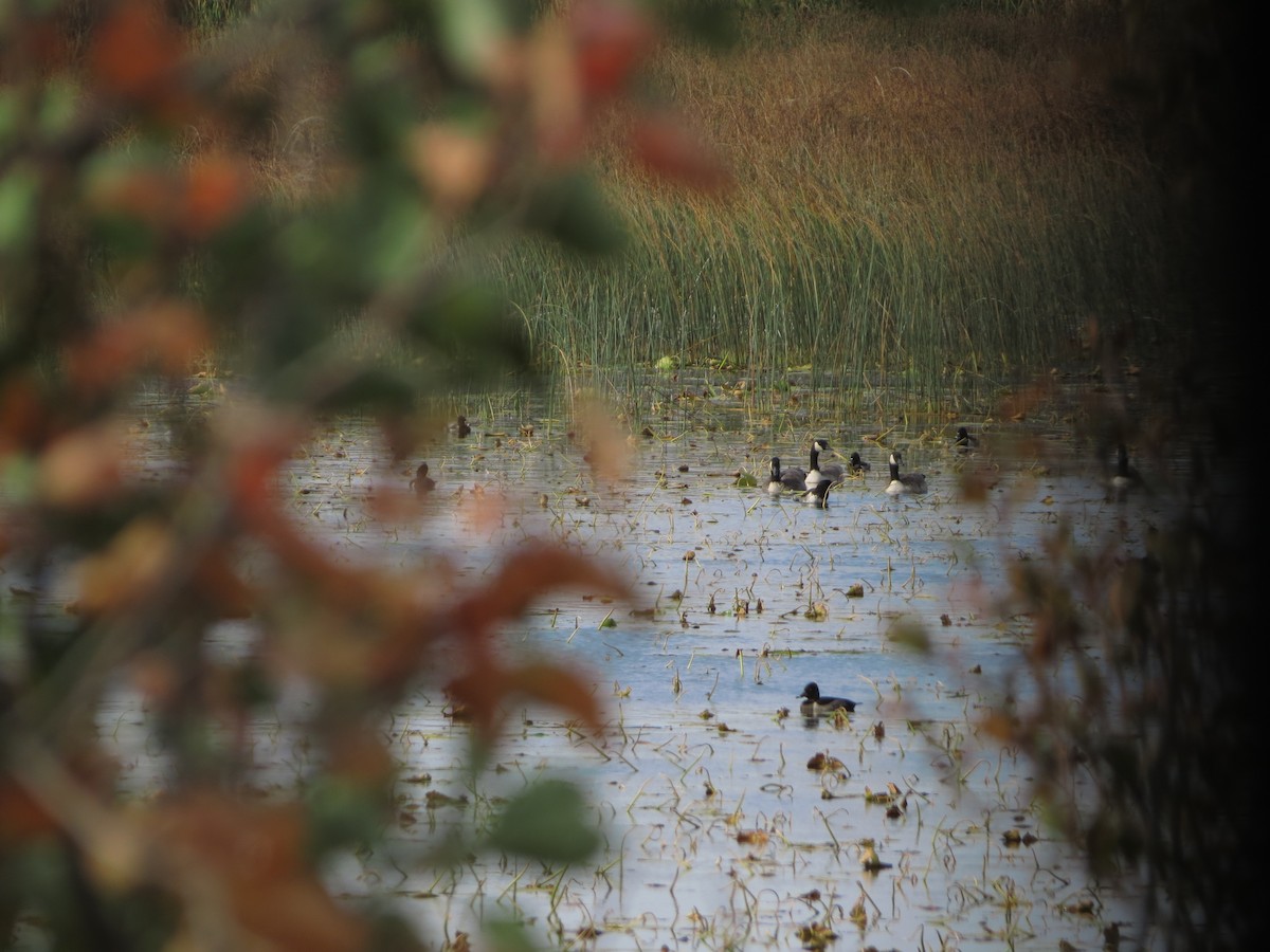 Ring-necked Duck - ML490187411