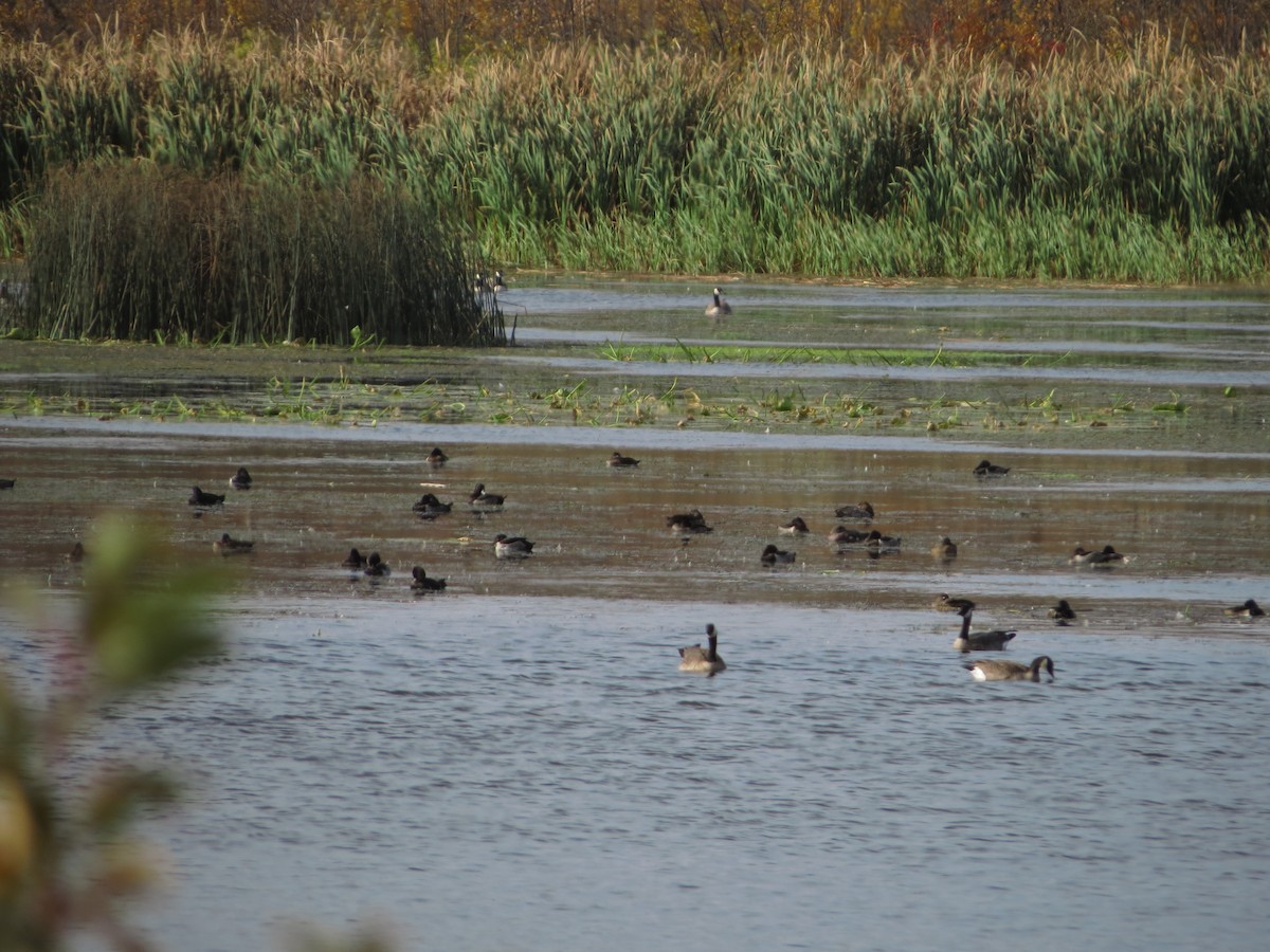 Ring-necked Duck - ML490187421