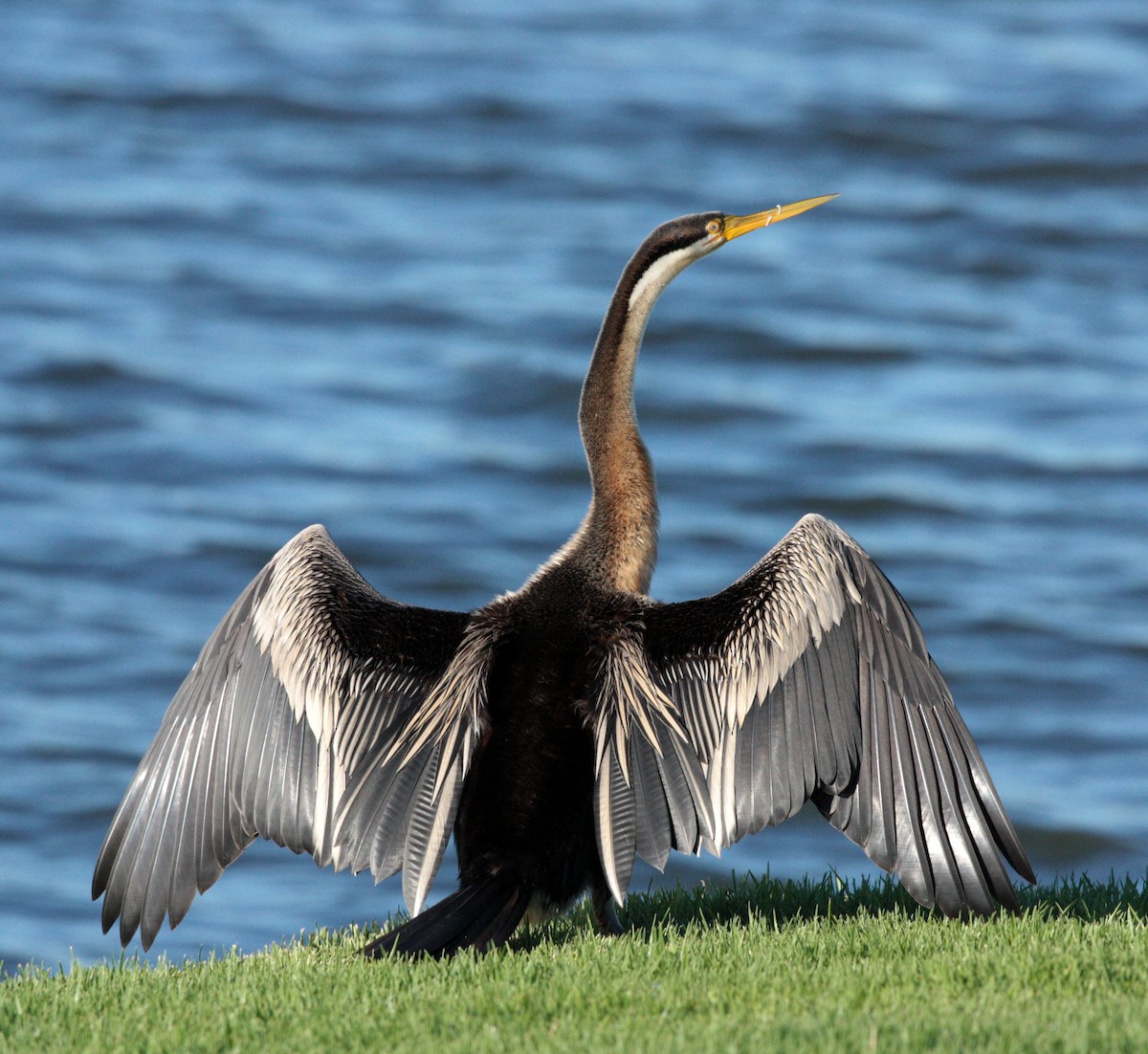 Australasian Darter - Corey Callaghan