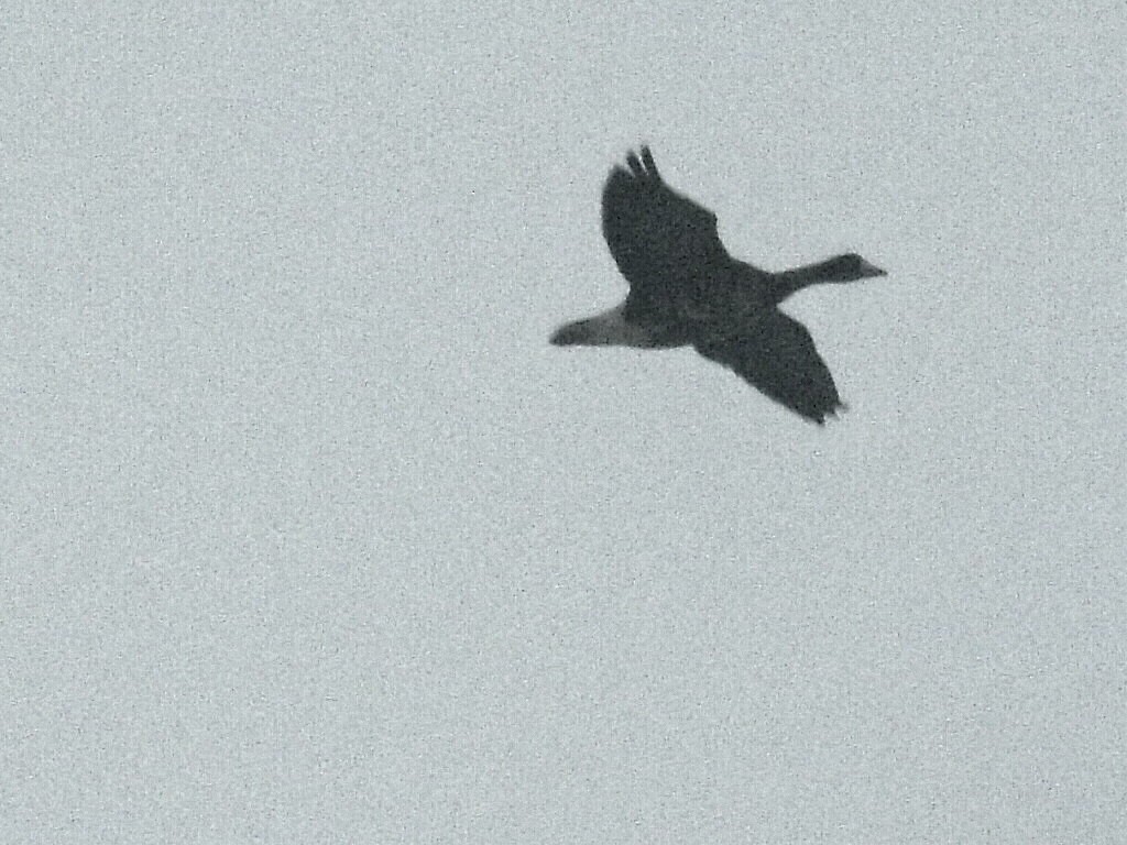 Greater White-fronted Goose - ML490187931