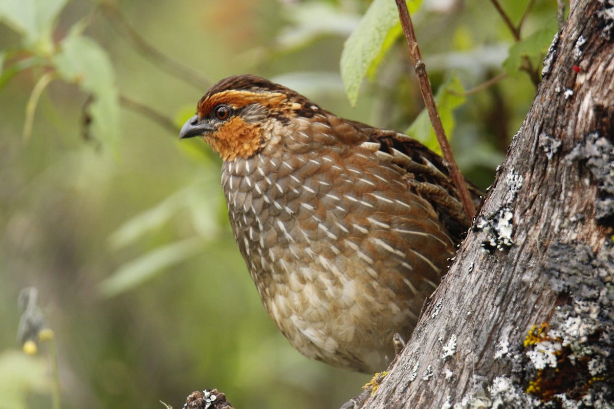 Singing Quail - Roberto Jeronimo