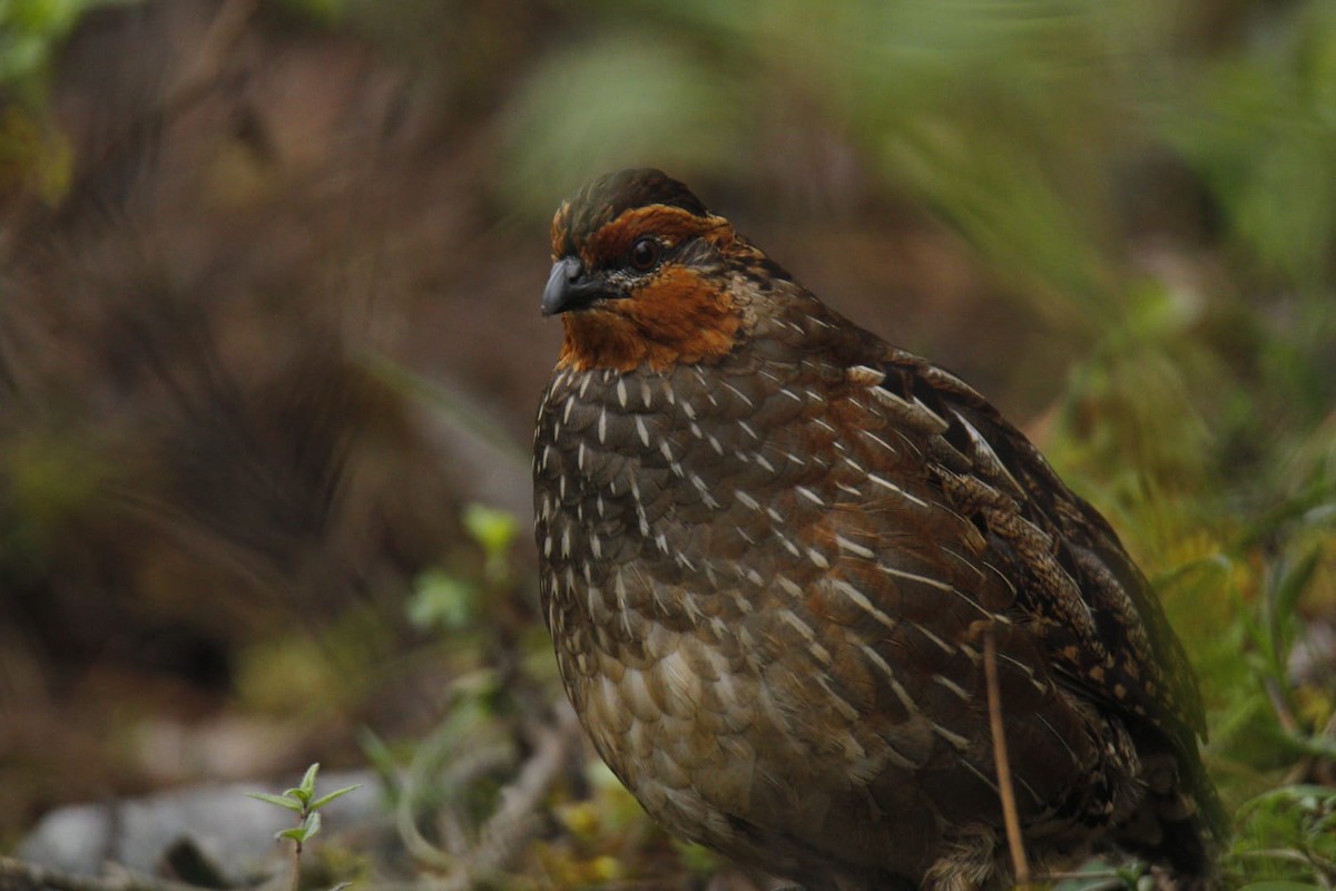 Singing Quail - Roberto Jeronimo