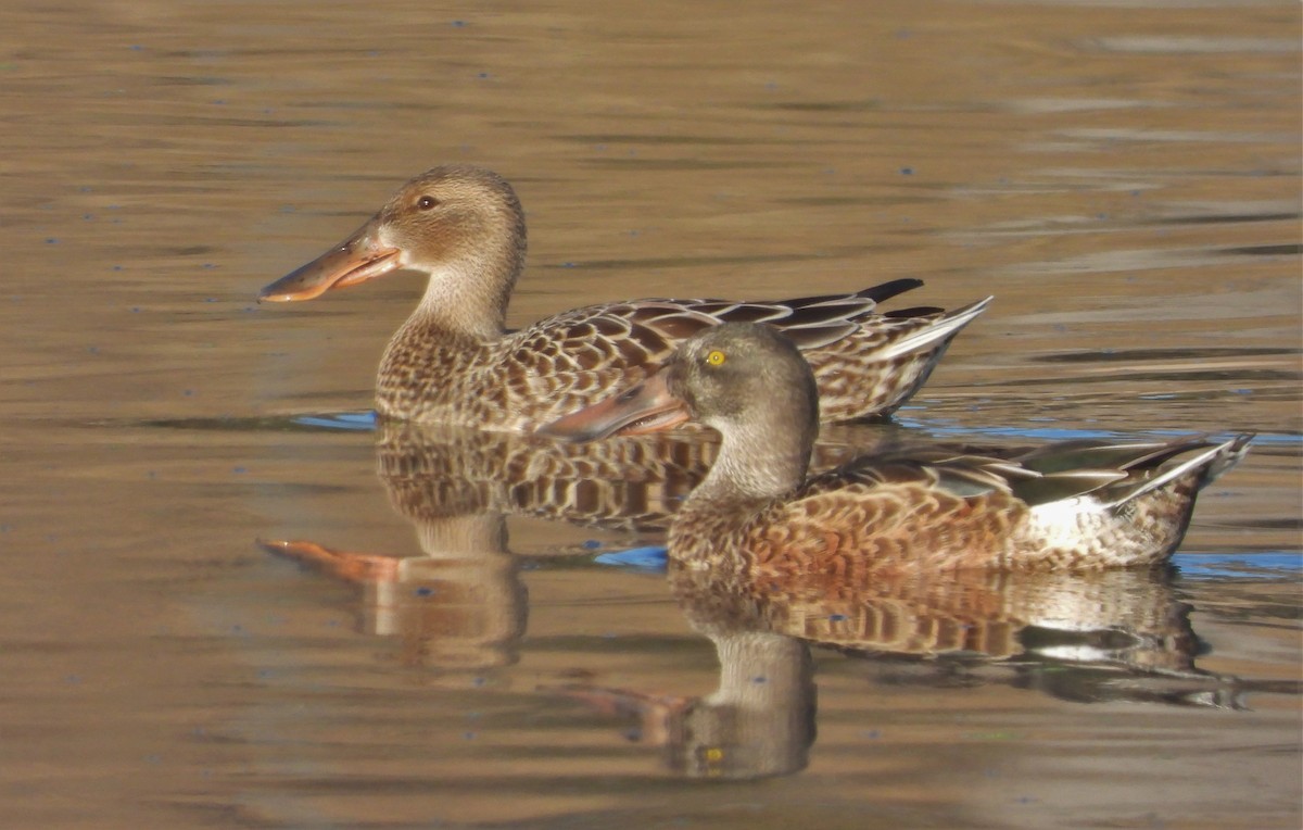 Northern Shoveler - Pair of Wing-Nuts