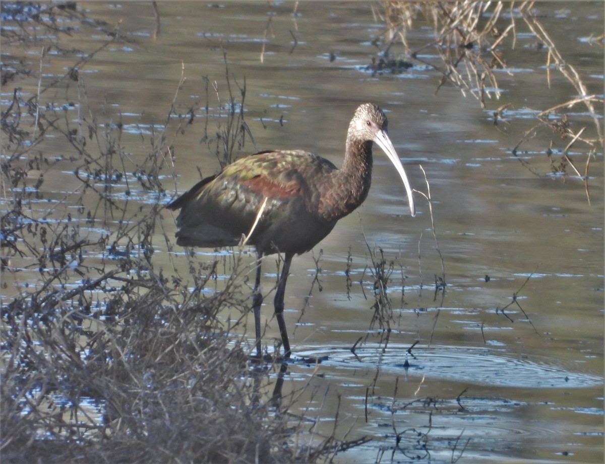 ibis americký - ML490188611