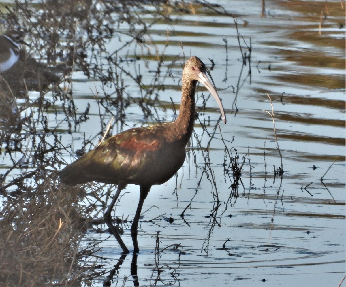 White-faced Ibis - ML490188651