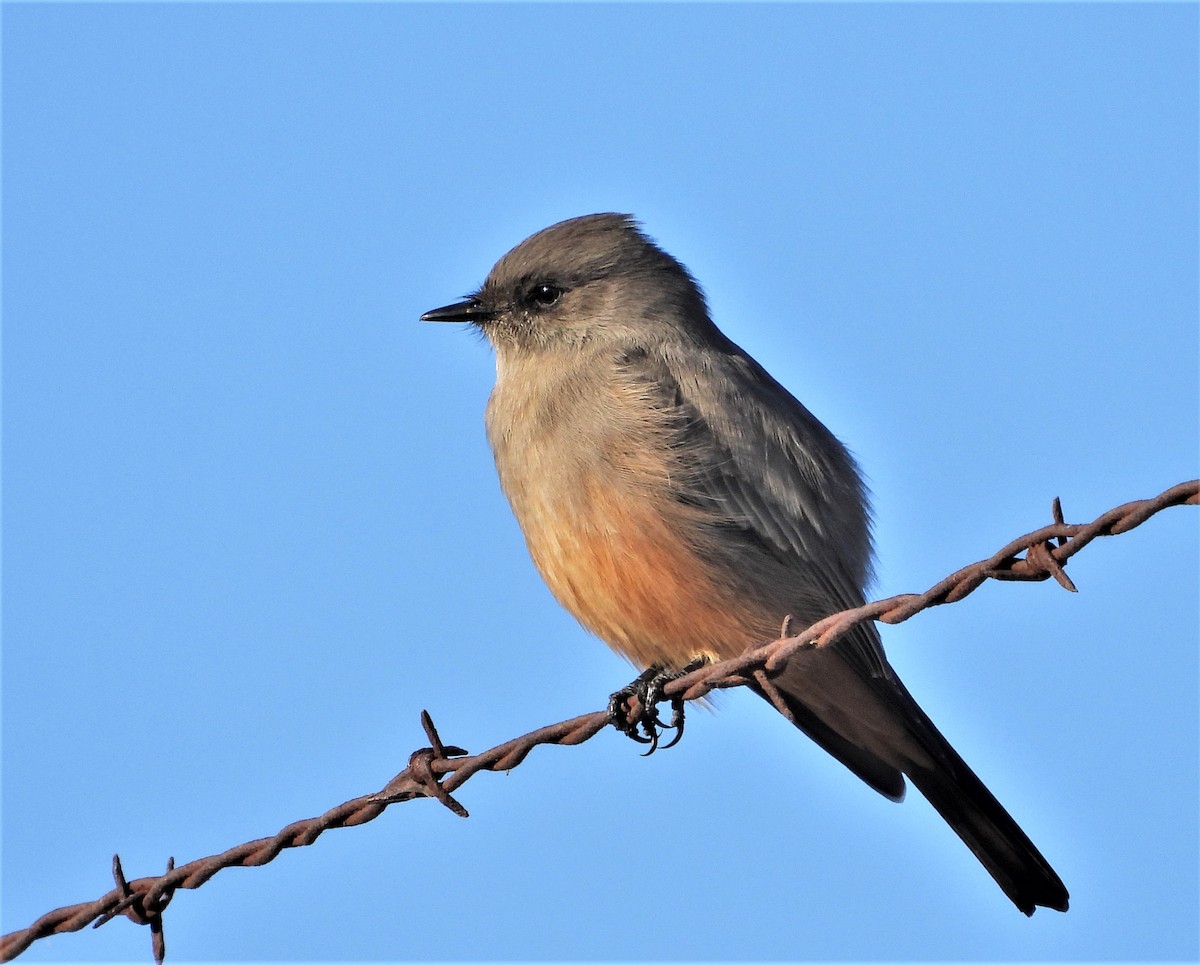 Say's Phoebe - ML490188741