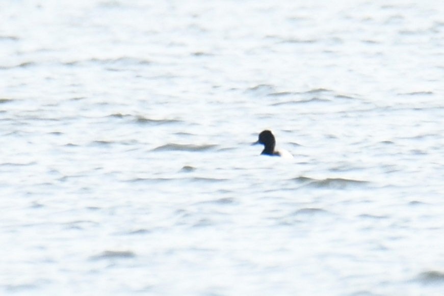 Greater Scaup - ML490189581