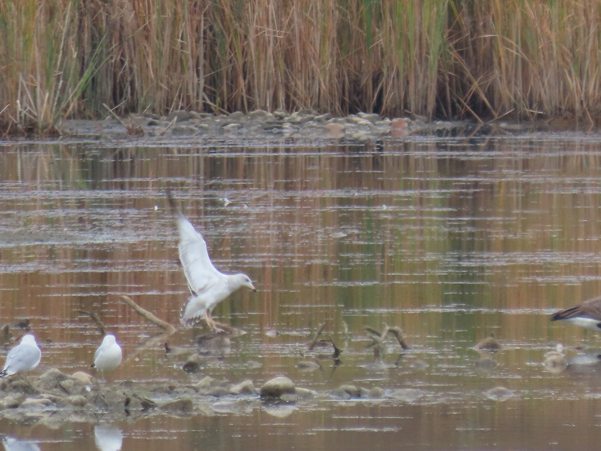 Ring-billed Gull - Kieran Schnitzspahn