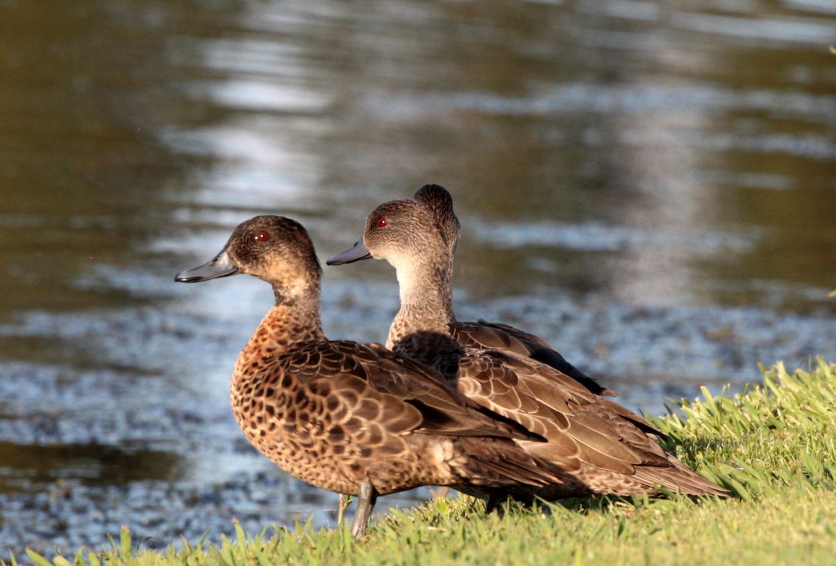 Chestnut Teal - ML49019091