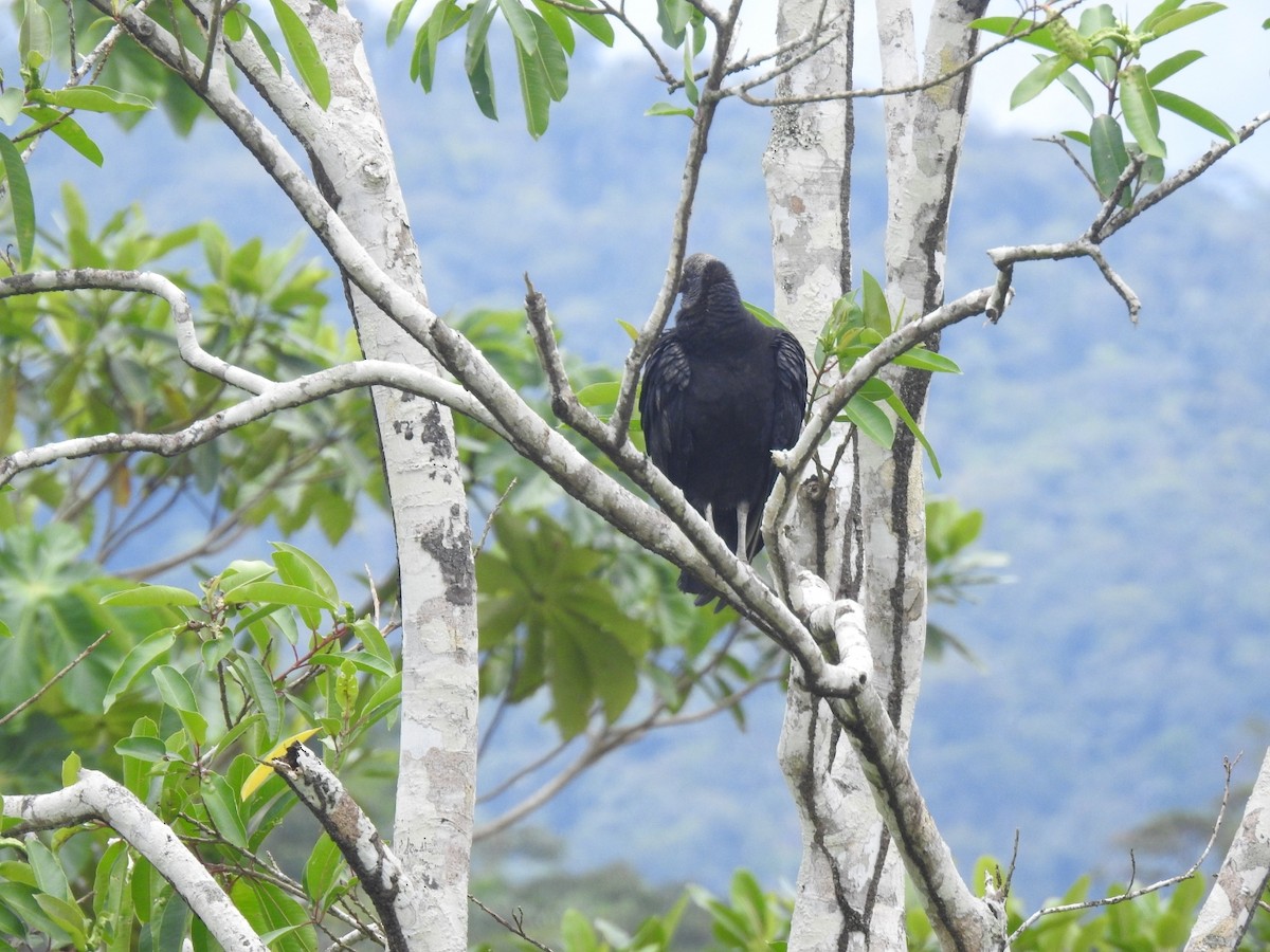 Black Vulture - ML490191701