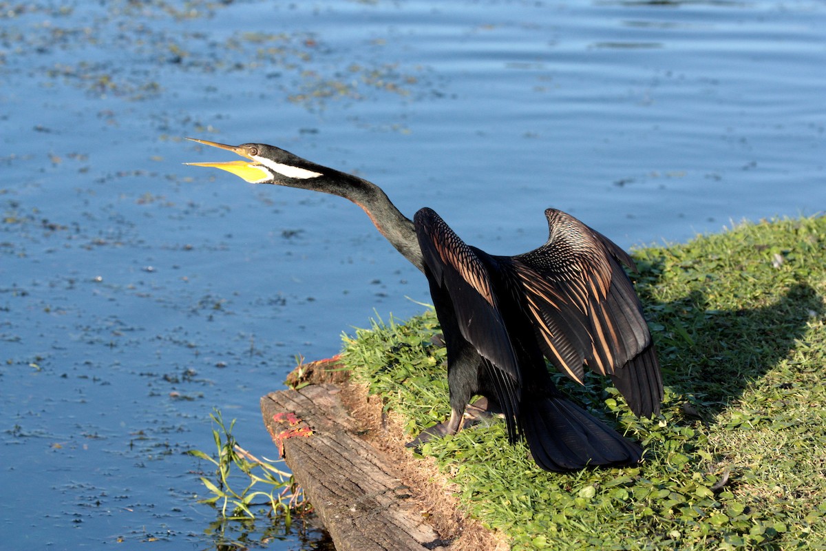 Anhinga Australiana - ML49019181