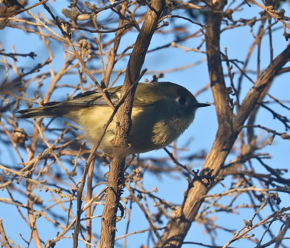 Ruby-crowned Kinglet - ML490192341