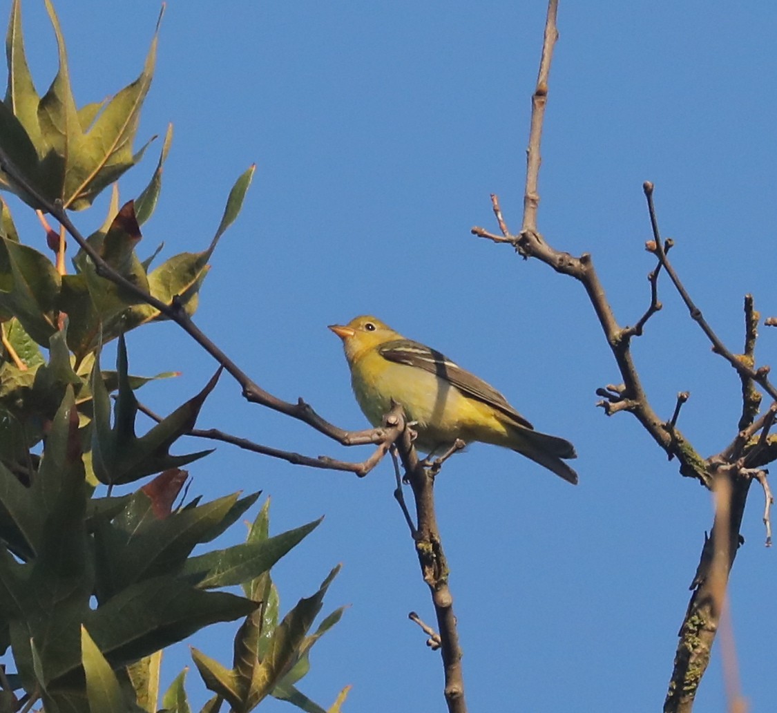 Western Tanager - ML490192411