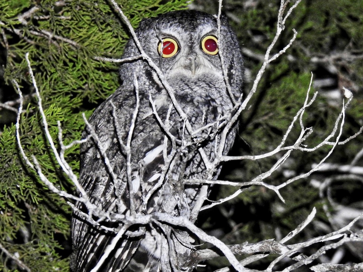 Eastern Screech-Owl - ML490193071