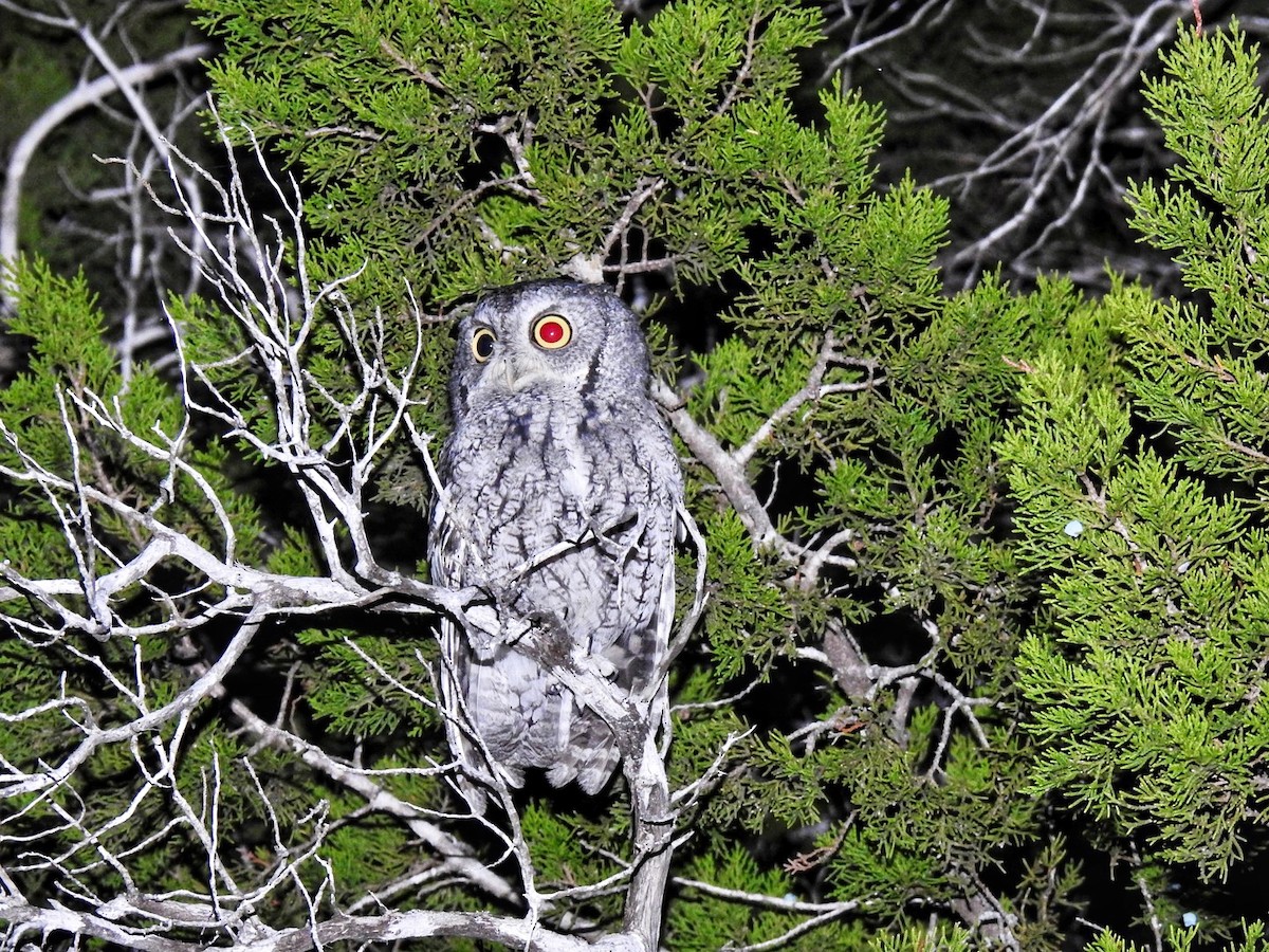 Eastern Screech-Owl - ML490193081