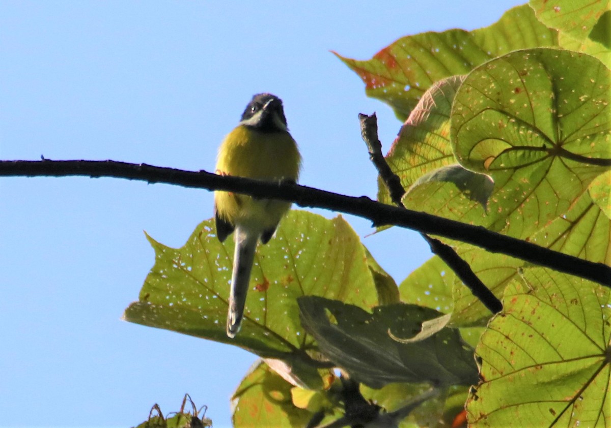 Apalis Gorjinegro - ML490193741