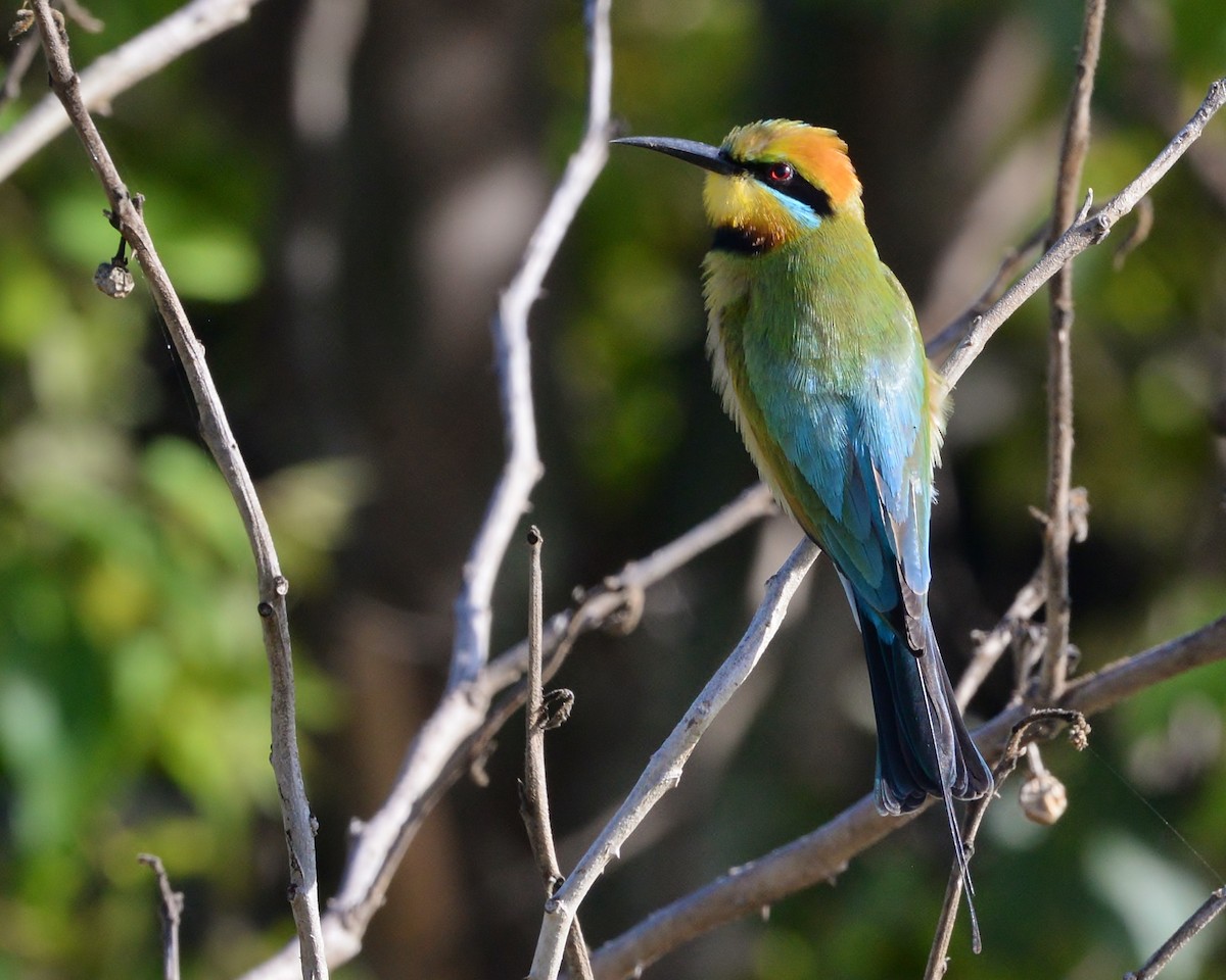 Rainbow Bee-eater - ML490195661