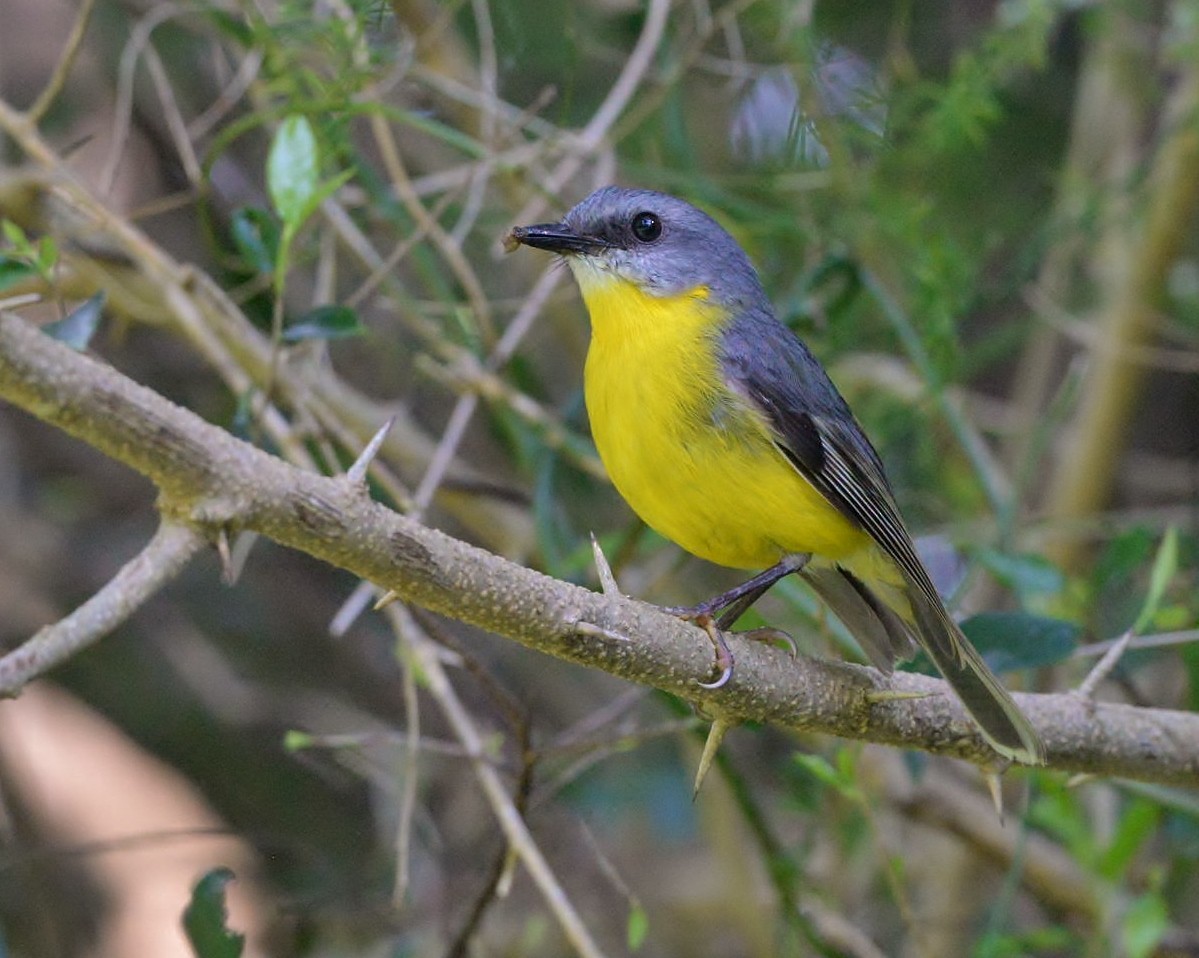 Eastern Yellow Robin - ML490196031