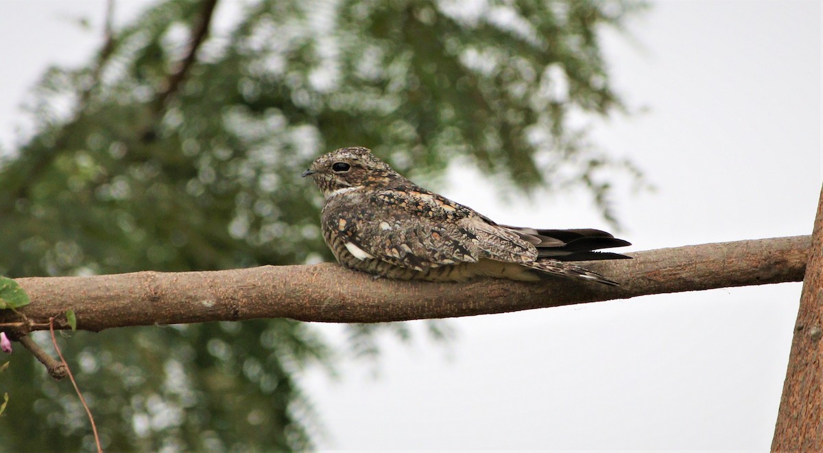 Lesser Nighthawk - ML490197841