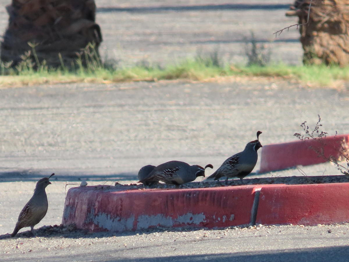 Gambel's Quail - ML490198831