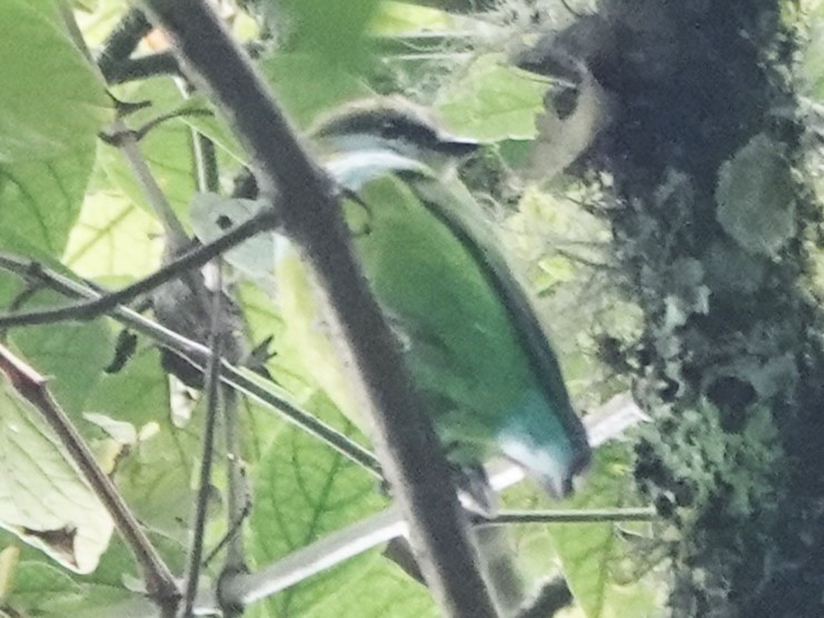 Grauer's Broadbill - ML490200411