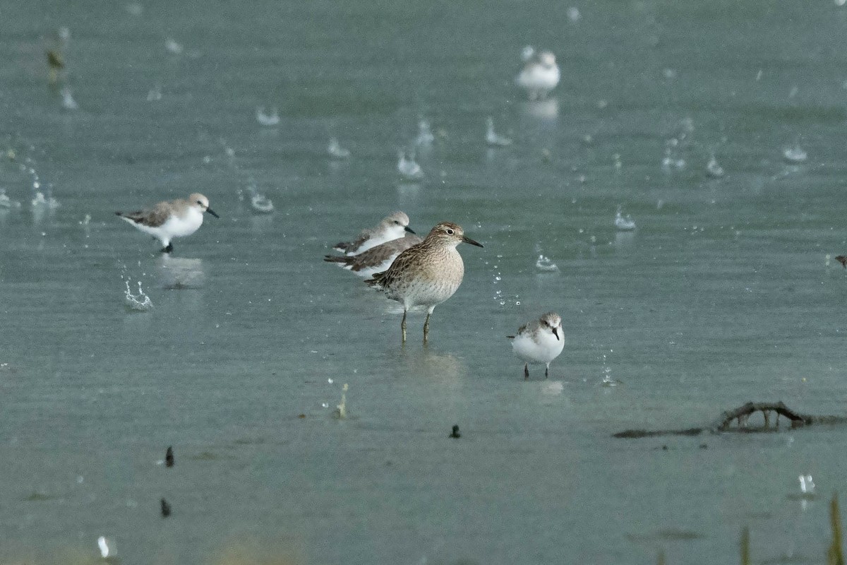 Sharp-tailed Sandpiper - Jirawut Jannoi