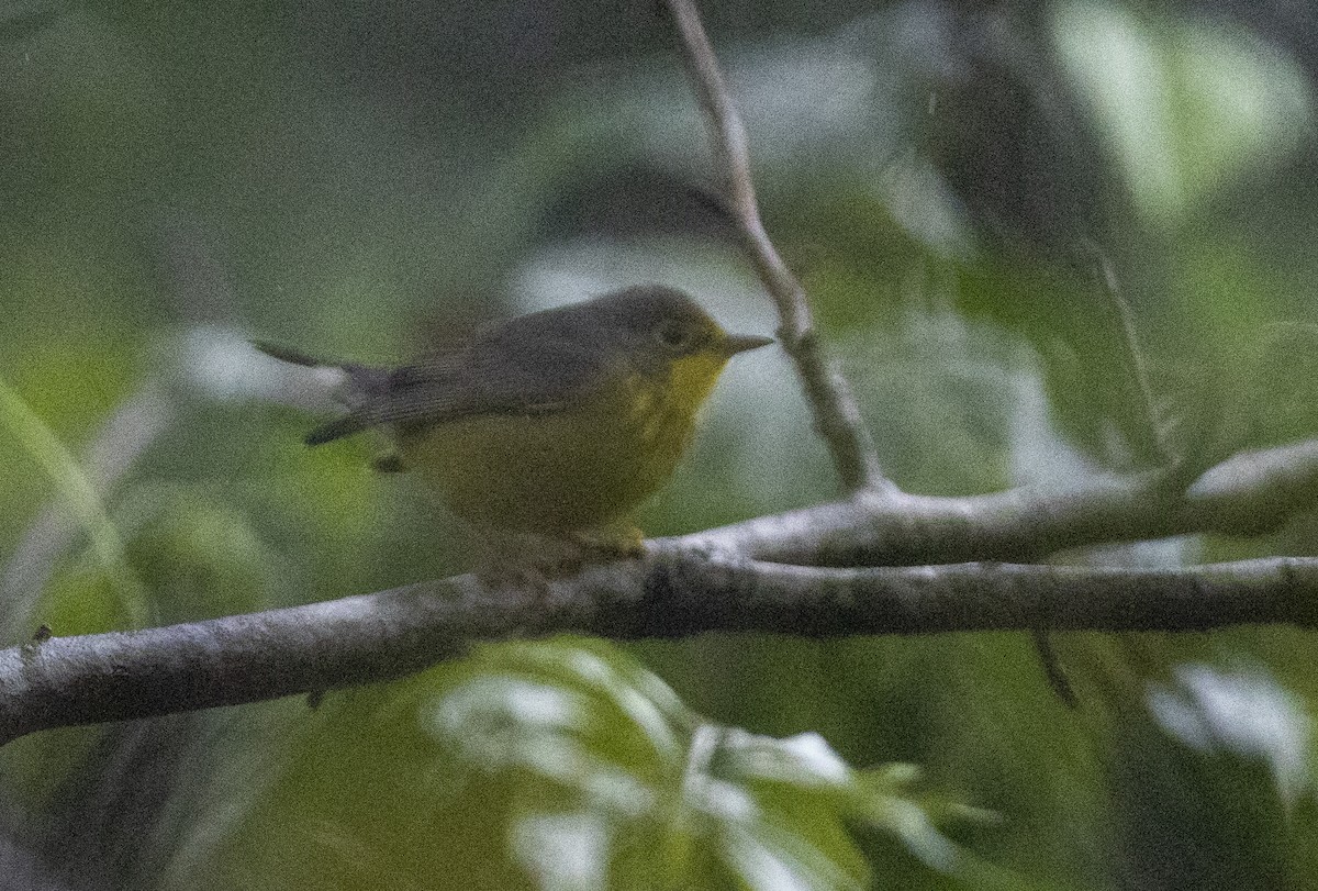 Canada Warbler - Ottoniel Cojulun