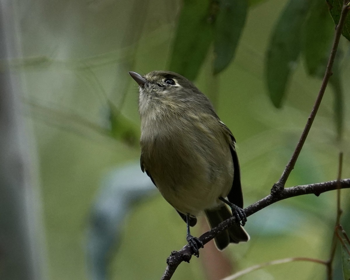 eikevireo - ML490204851