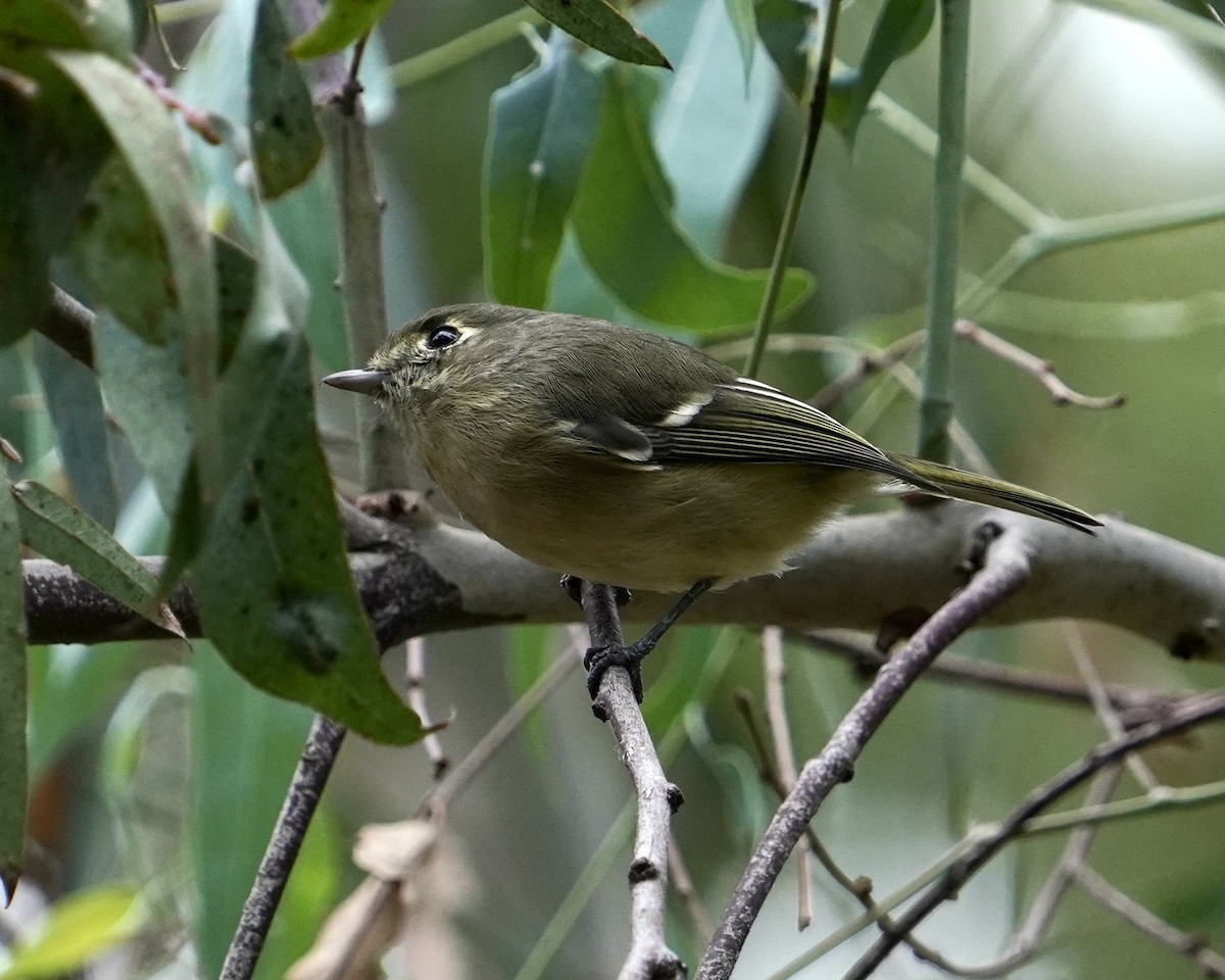 eikevireo - ML490204861