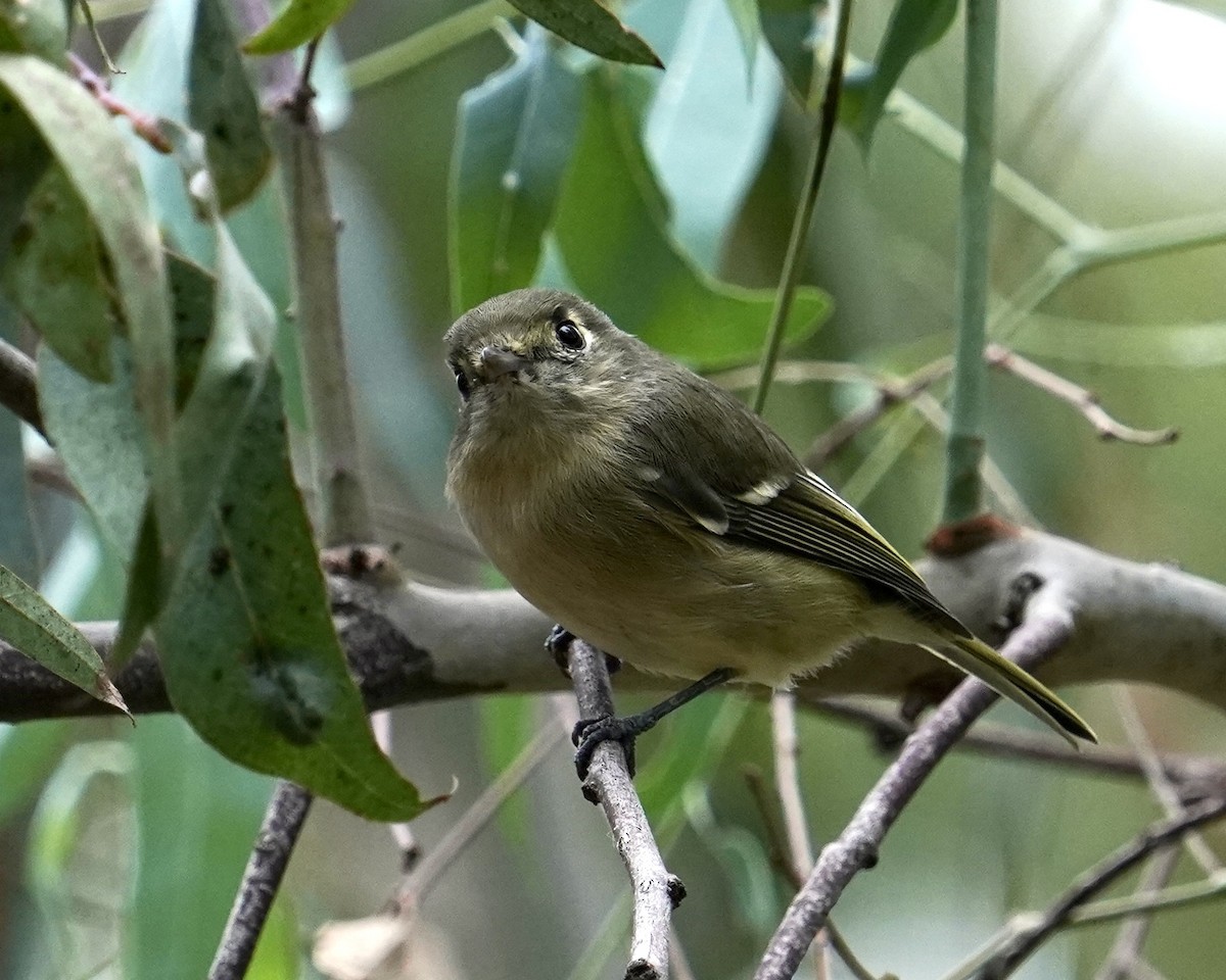 eikevireo - ML490204871