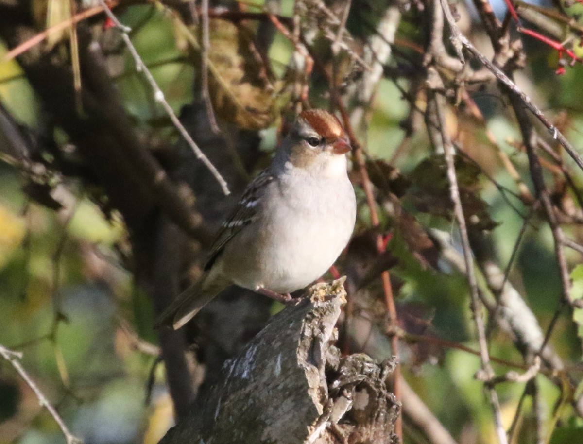 White-crowned Sparrow - ML490205181