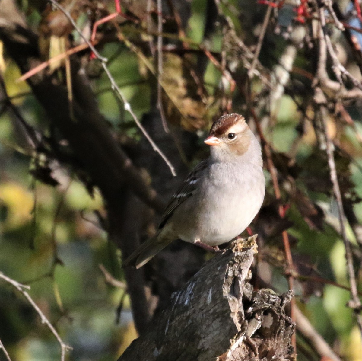 White-crowned Sparrow - ML490205191