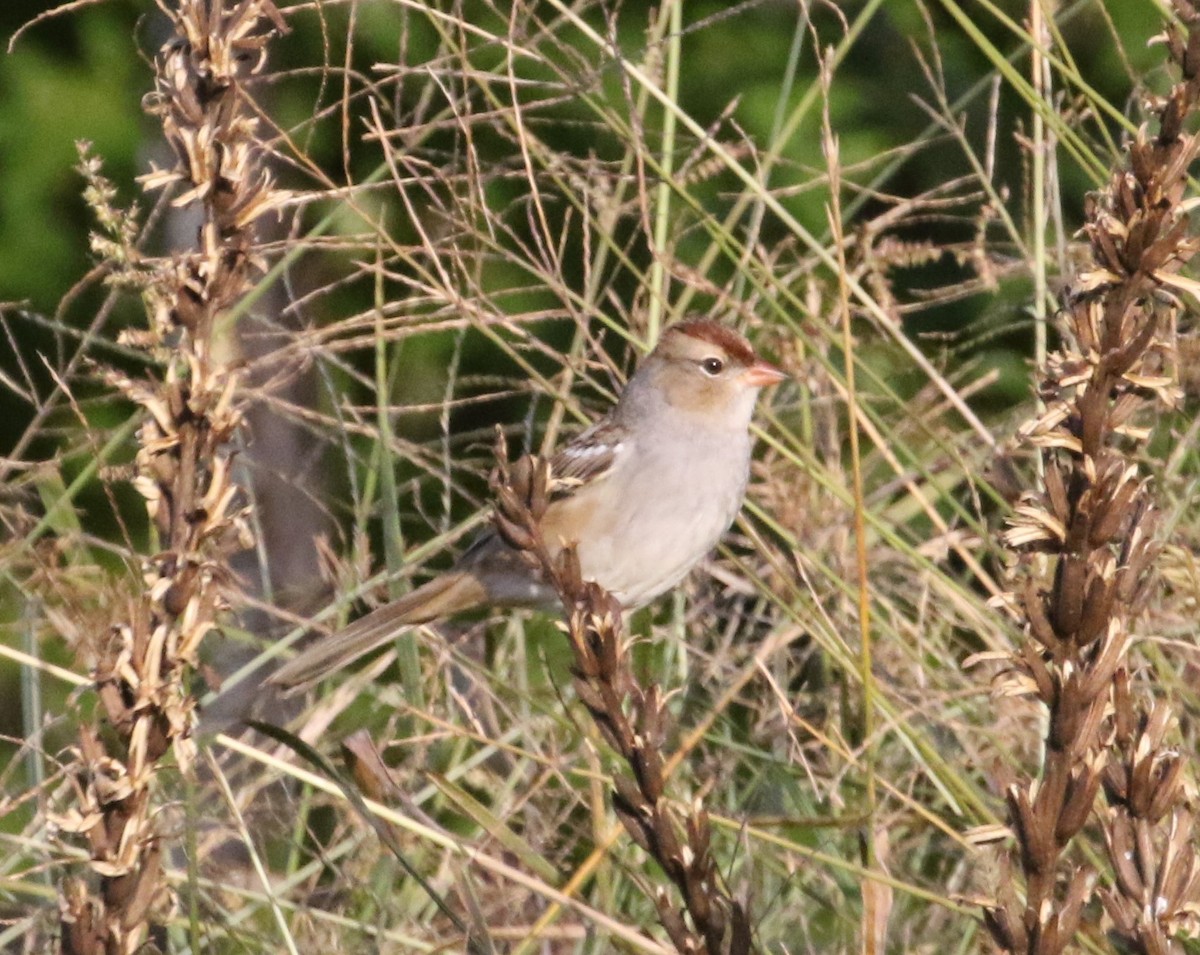 White-crowned Sparrow - ML490205201