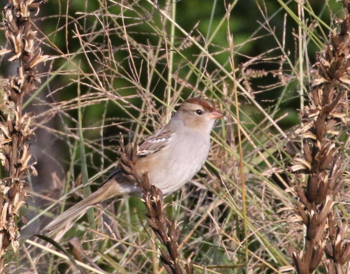 White-crowned Sparrow - ML490205211