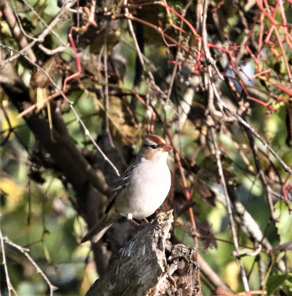 White-crowned Sparrow - ML490205301