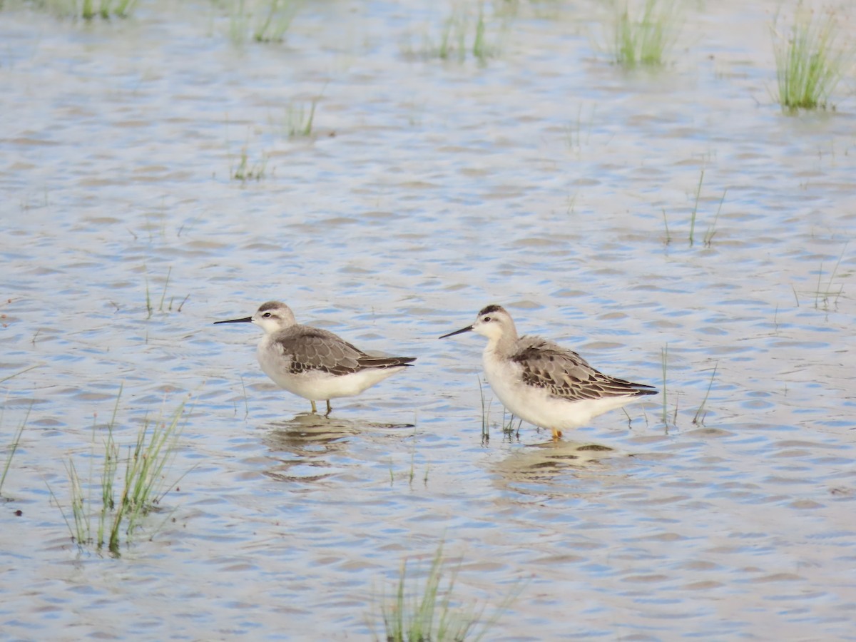 Wilson's Phalarope - ML490205431