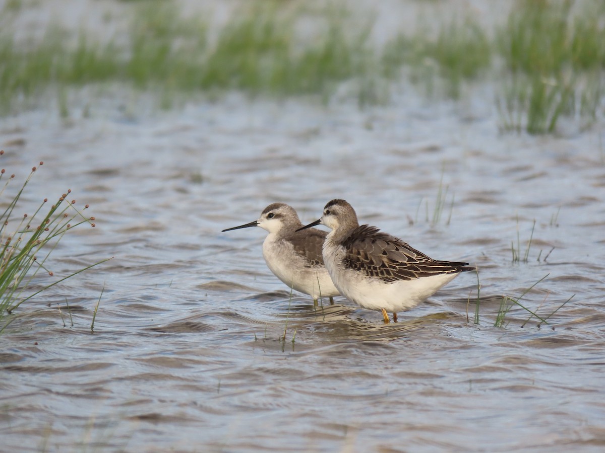 Wilson's Phalarope - Kylie Wilson