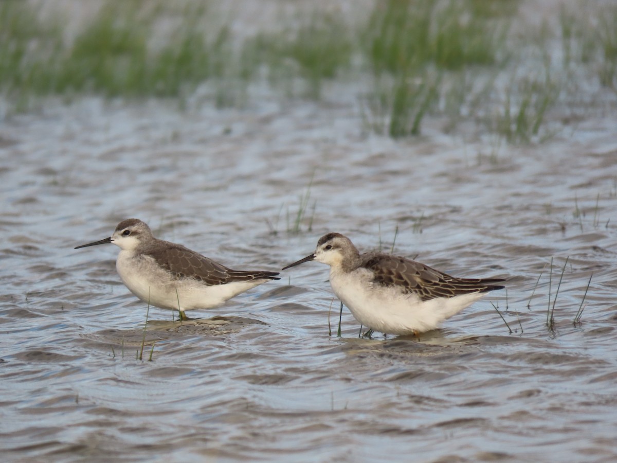 Wilson's Phalarope - ML490205451