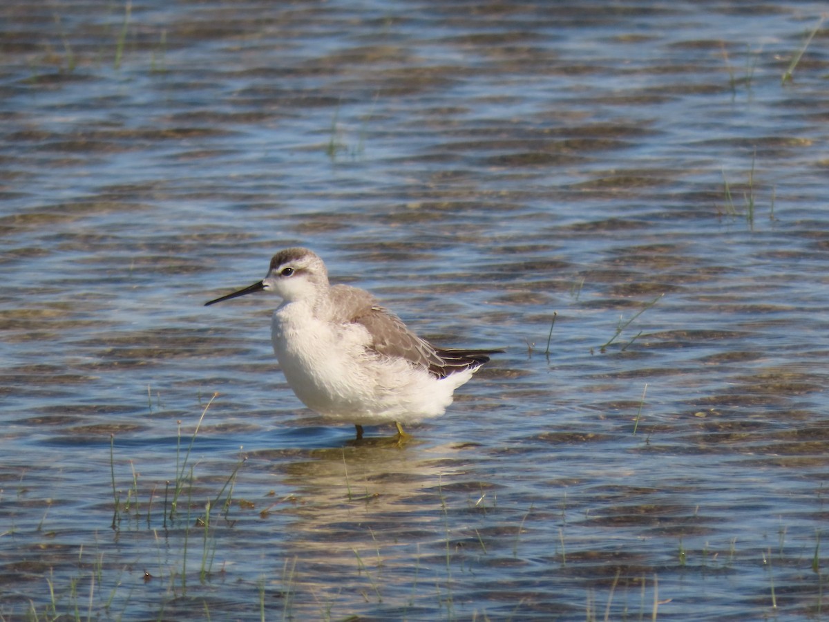 Wilson's Phalarope - ML490205471