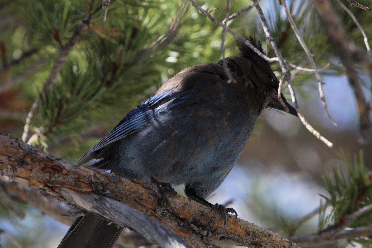 Steller's Jay - ML490207401