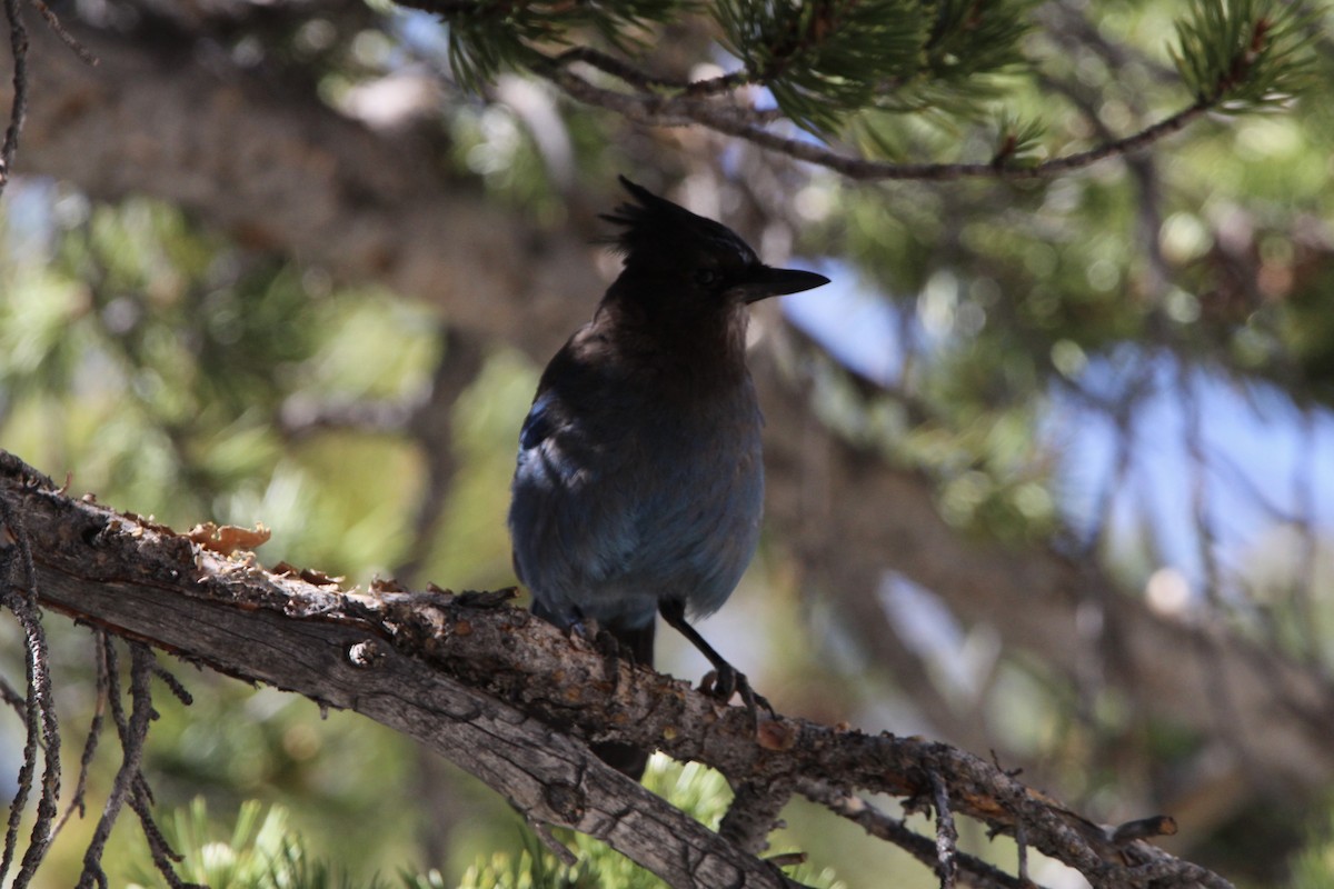 Steller's Jay - ML490207411
