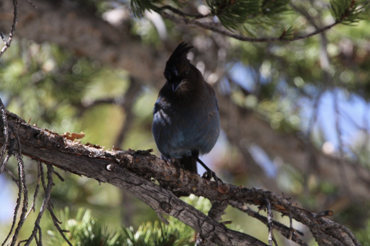 Steller's Jay - ML490207421