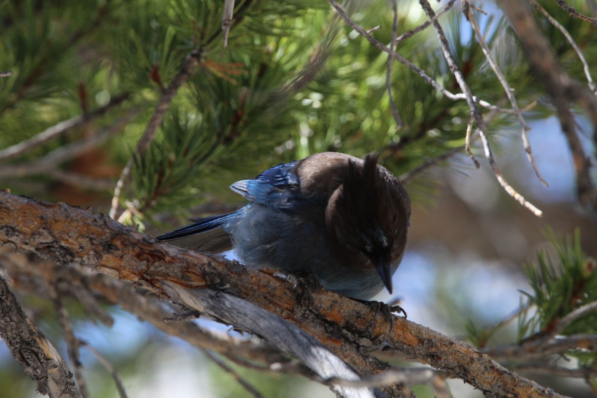 Steller's Jay - ML490207431