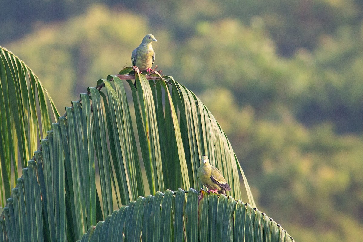 Pink-necked Green-Pigeon - ML490207441