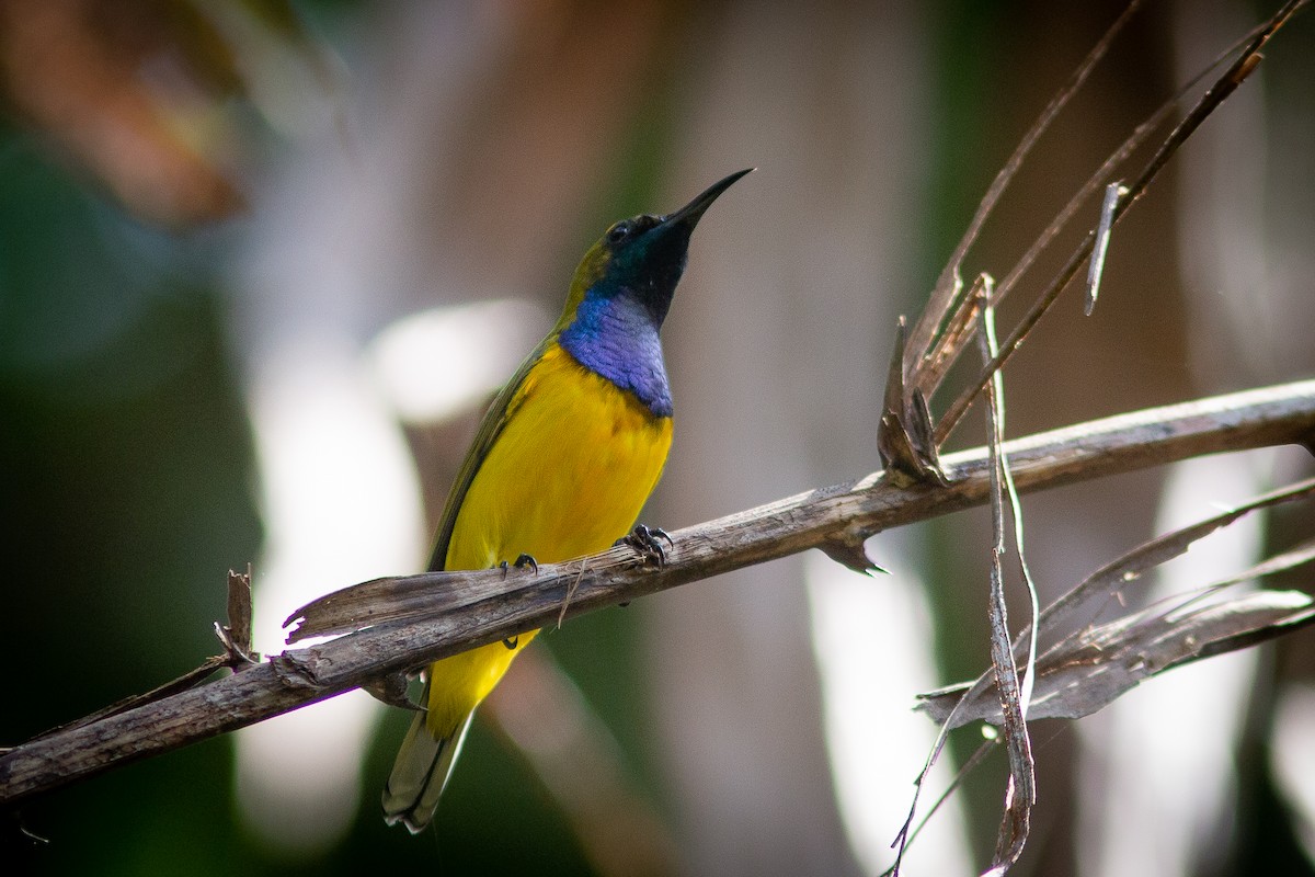 Ornate Sunbird - ML490207711