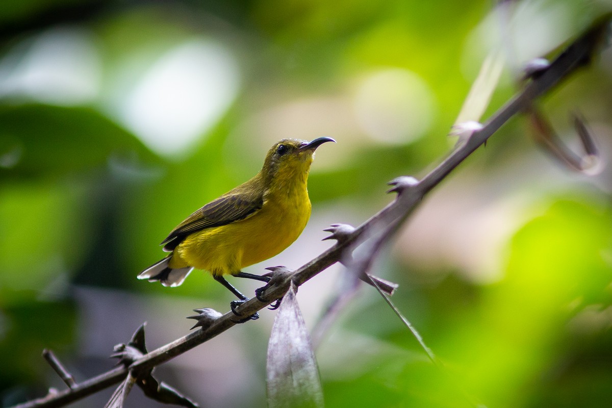 Ornate Sunbird - ML490207721