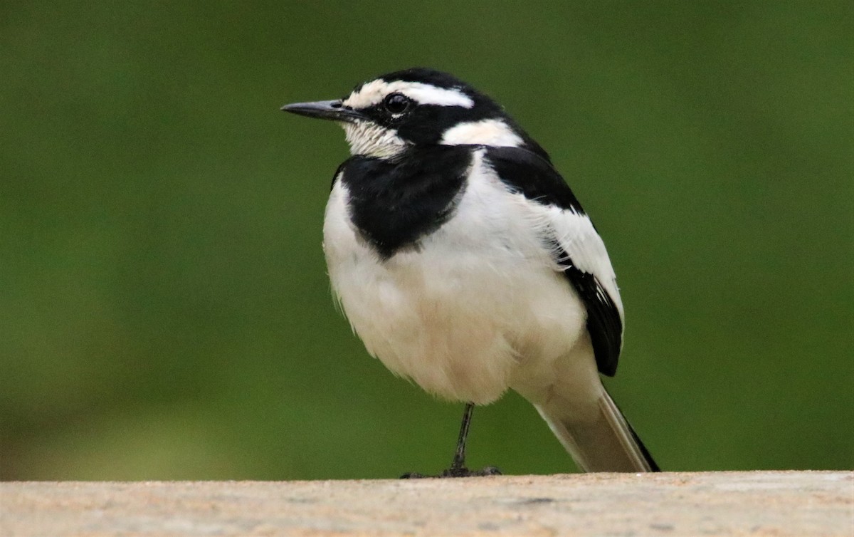 African Pied Wagtail - ML490208621