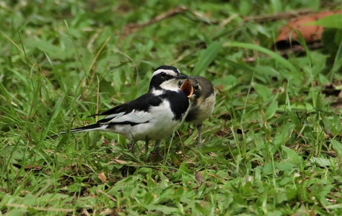 African Pied Wagtail - ML490208671