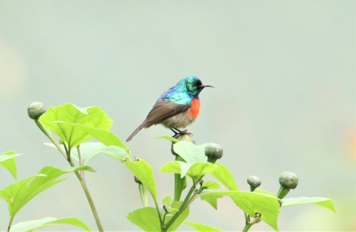 Northern Double-collared Sunbird - ML490209081